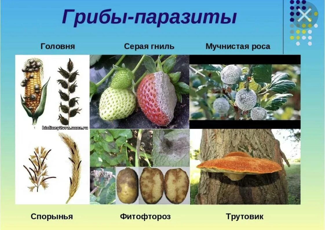 Головня фитофтора трутовик. Головня спорынья трутовик. грибы паразиты головня спорынья трутовики. грибы паразиты головня 5 класс биология. царство грибов паразитические грибы.