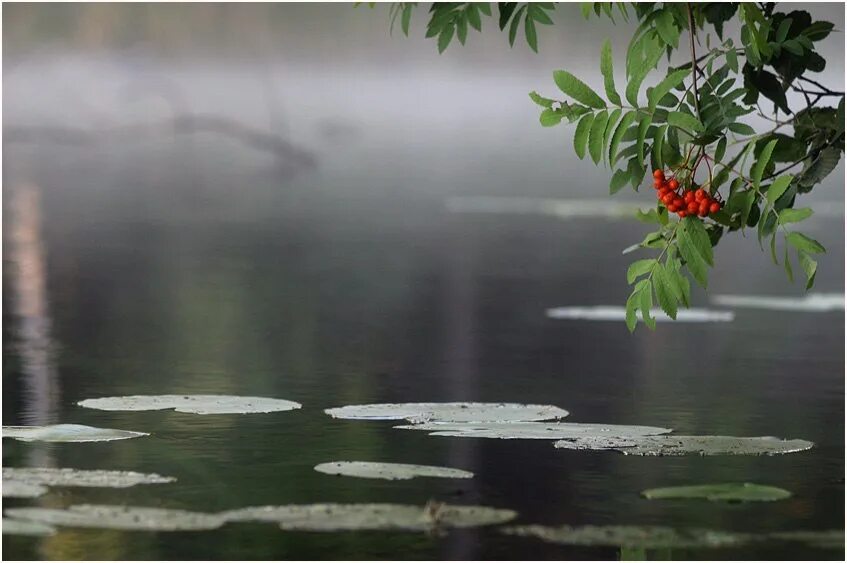 Рябина у воды. Рябина у реки. Рябина в тумане. Озеро Калина.