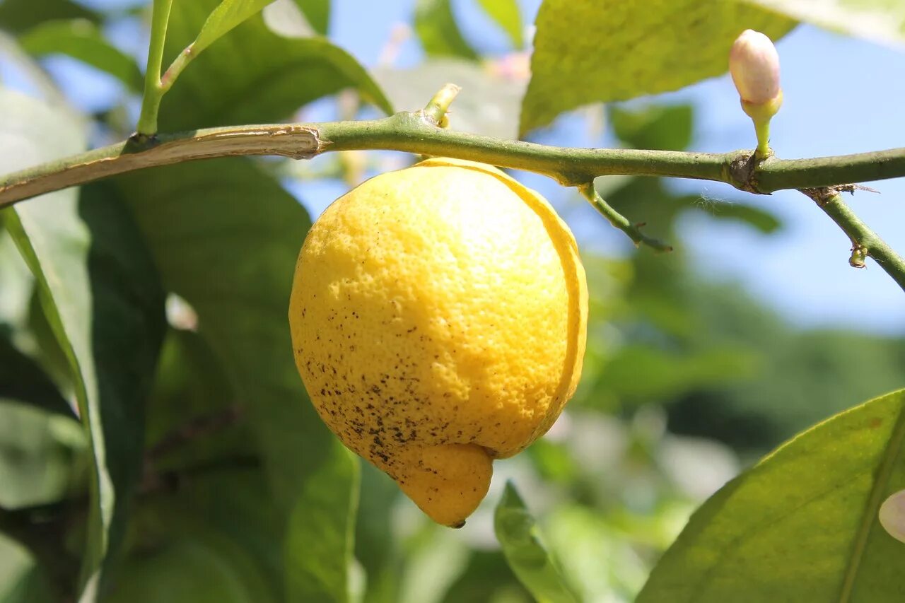 Лимон растет в россии. Лимон дерево. Куст лимона. Лимонник дерево. Плод лимона.