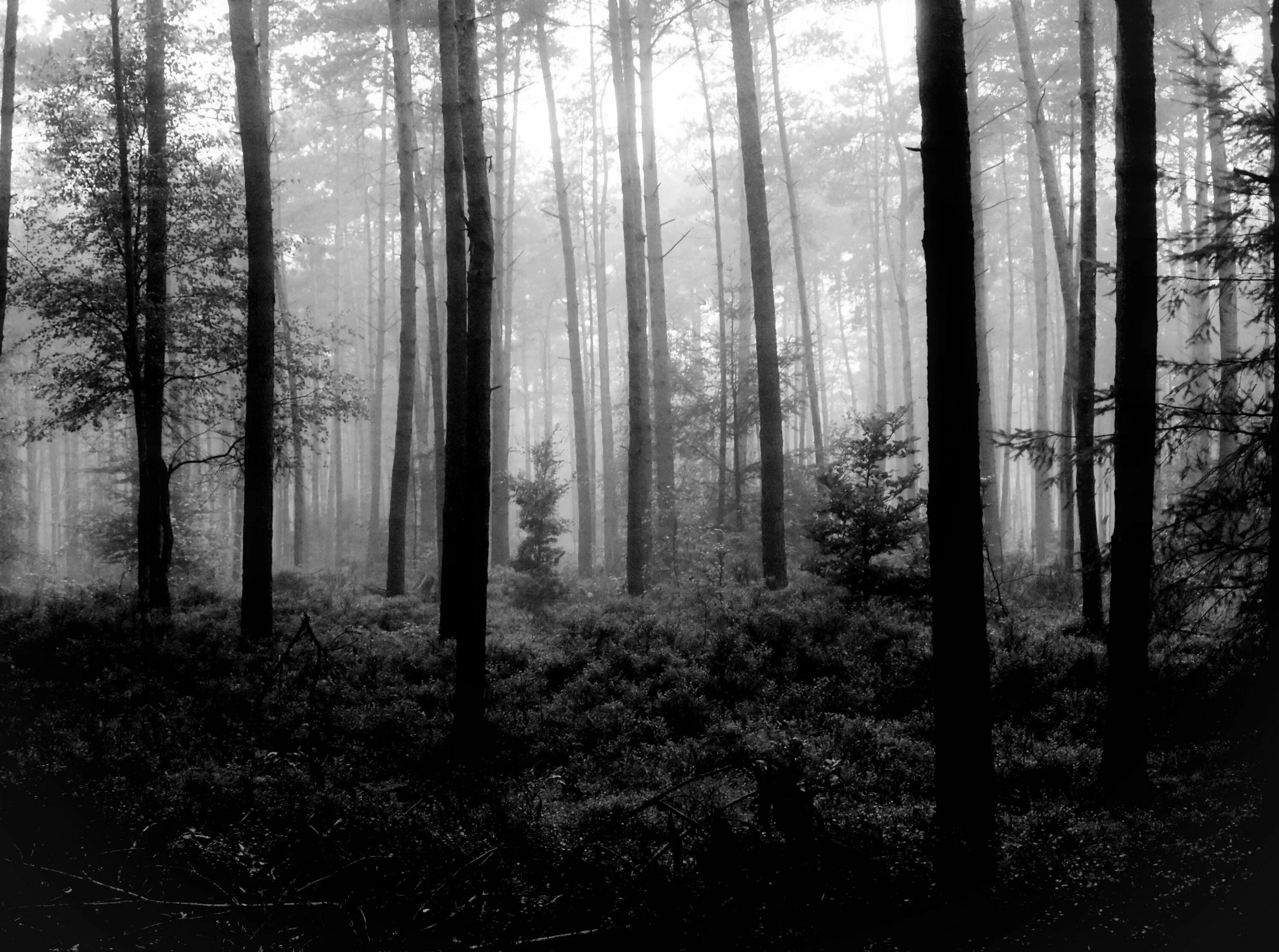 Самый черный лес. Темный лес. Серый лес. Черно белый лес. Мрачный лес.