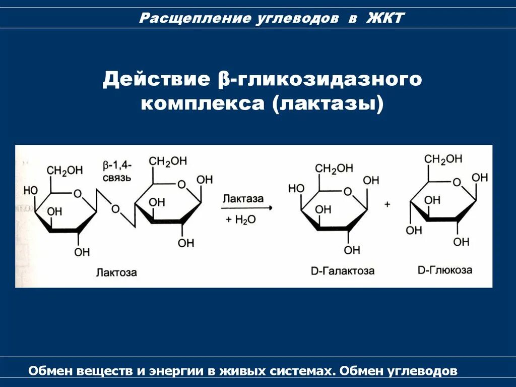 Реакция расщепления происходит в. Расщепление сахарозы биохимия. Распад сахарозы биохимия. Гидролитическое расщепление сахарозы. Расщепление углеводов реакции.