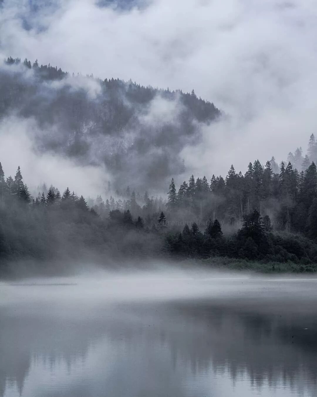 серые места. серые места. серые места. серые места. мрачный зимний лес.