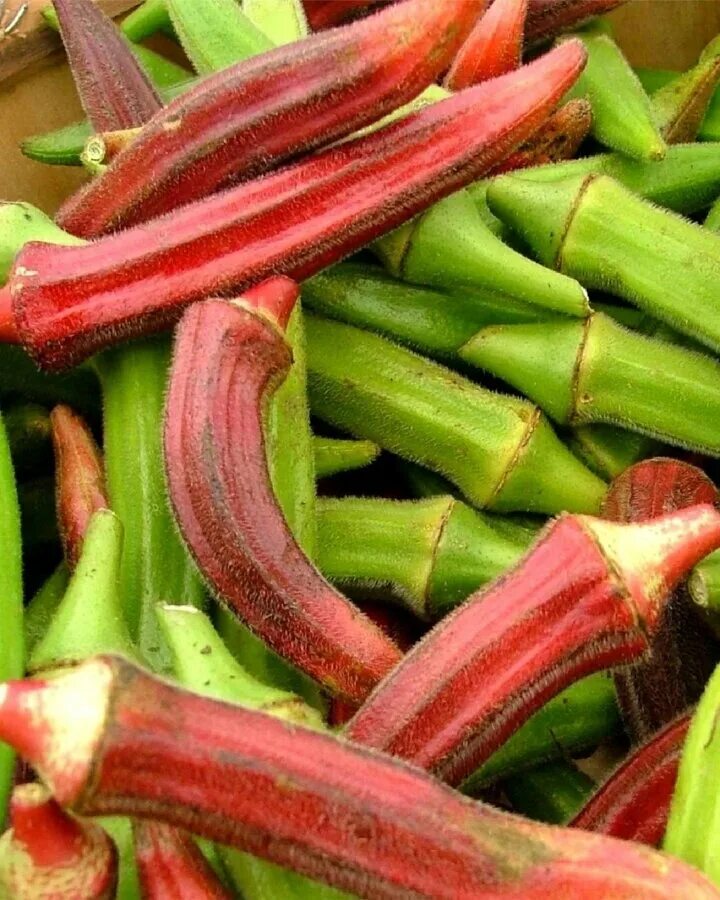 Окра овощ. Корни женьшеня и мандрагоры. Бамия,окра, абельмош. Тыква патиссон. Бамия абельмош съедобный.