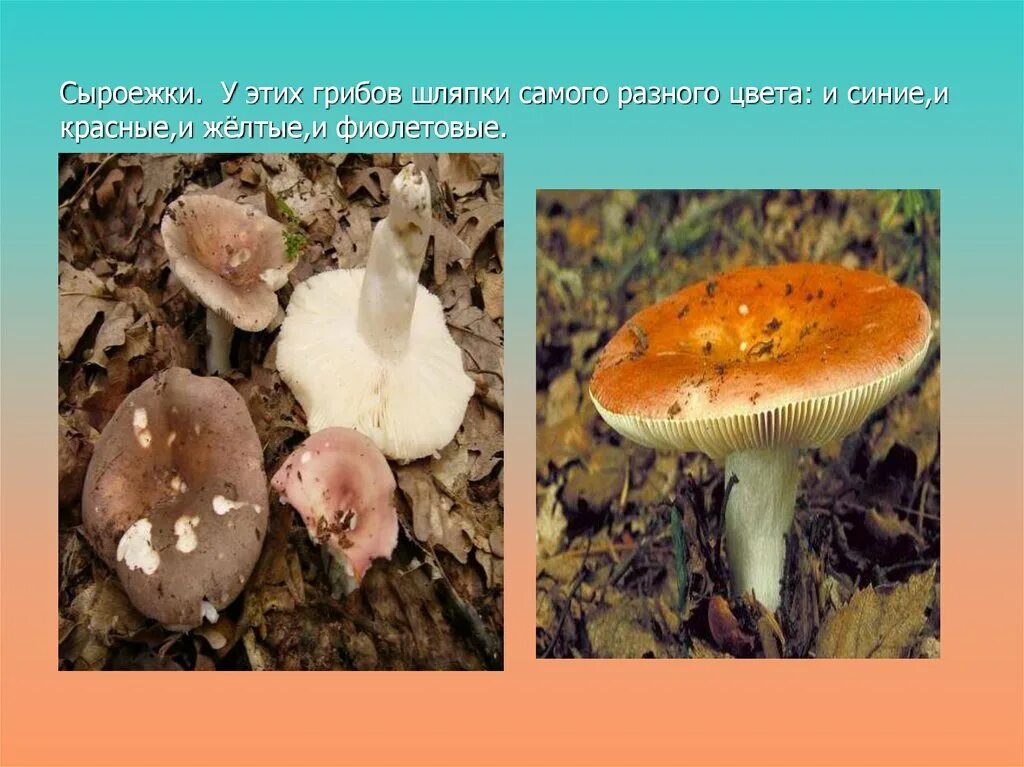 Какую среду обитания освоила сыроежка ответ. Сыроежка гриб ложный. Сыроежка несъедобные грибы. Сыроежка гриб ложный и съедобный. Сыроежки грибы съедобные и несъедобные.