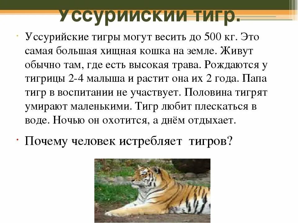 Уссурийский тигр и обычный тигр. Где живёт обычный тигр. Где обычно живут тигры. Где живут уссурийские тигры.