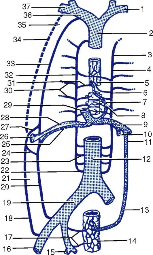 Две верхние полые вены. Нижняя полая Вена анатомия схема. Система верхней и нижней полой вены схема. Верхняя полая Вена анатомия притоки. Система верхней полой вены система нижней полой вены.