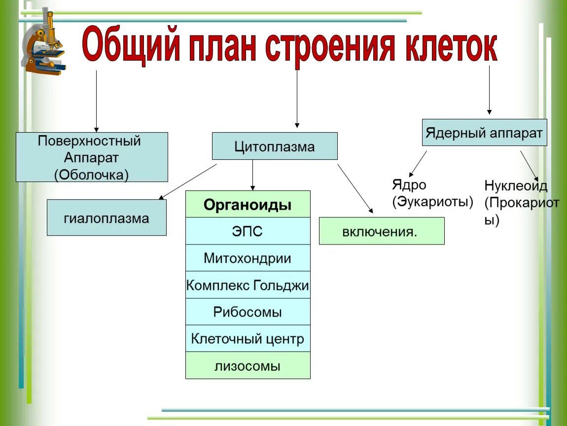 Организации эукариотической клетки. Общий план строения эукариотических клеток. План строения эукариотической клетки. Общий план эукариотической клетки. Общий план строения клеток эукариот.