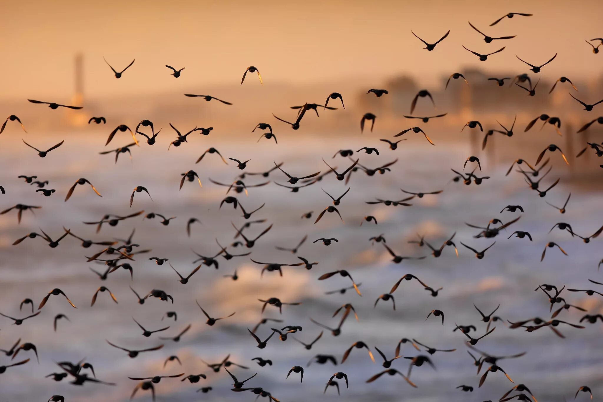 Flock of birds. Стая перелетных птиц. Вереница Клин стая. Мигрирующие птицы. Много птиц.