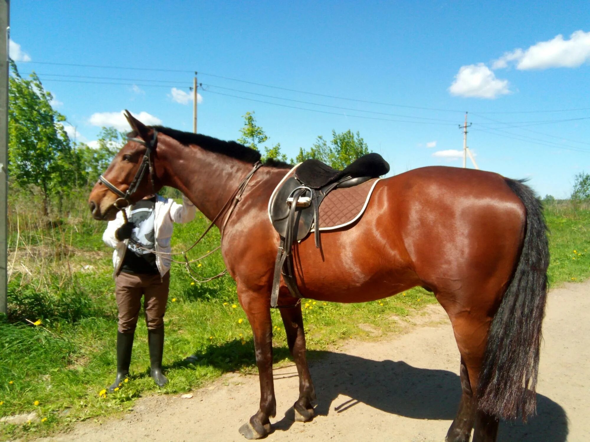 Продажа лошадей московской. Ганноверская порода лошадей. Мерин конь. Мерин лошадь. Конь мерин жеребец.