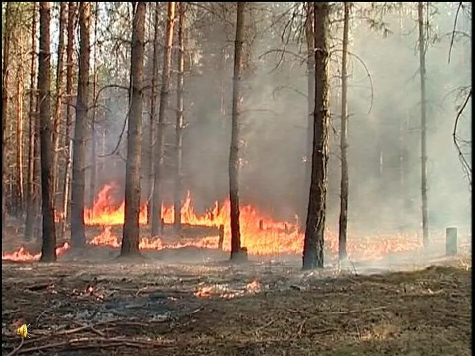 Пожары верховые низовые торфяные