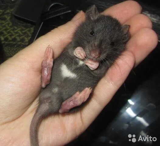 Размер мыши. Крыса 5 месяцев. Крысята в месяц. Месяц крысы. Месяц крысы.