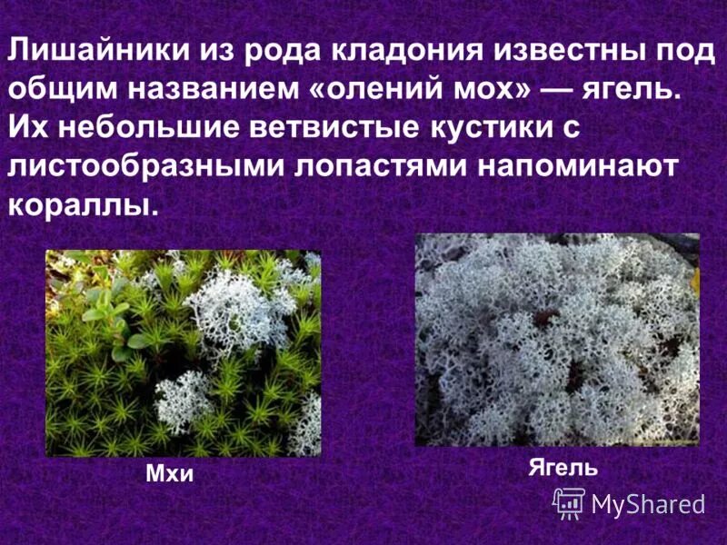 Ягель является. Полярные лишайники. Кладония Арктическая. Олений мох кладония. Ягель растения арктических пустынь.