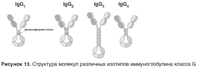 Строение иммуноглобулина g иммунология. Иммуноглобулин класса g строение. Иммуноглобулин g1 g2 g3 g4. Молекулярная структура иммуноглобулина g. Иммуноглобулин g4