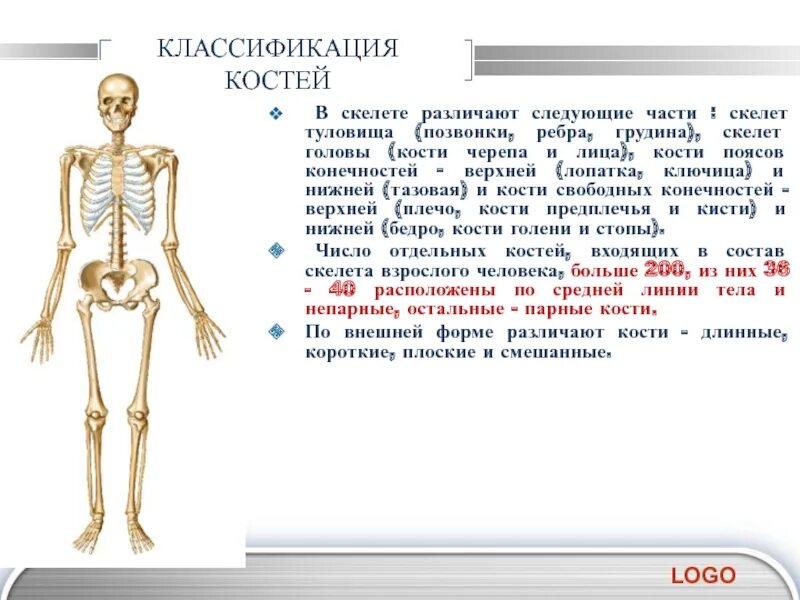 … Кости – кости черепа, таза, поясов конечностей. Факты о скелете человека. Самая длинная кость скелета. Интересные факты о кости скелета. Самая крупная кость скелета