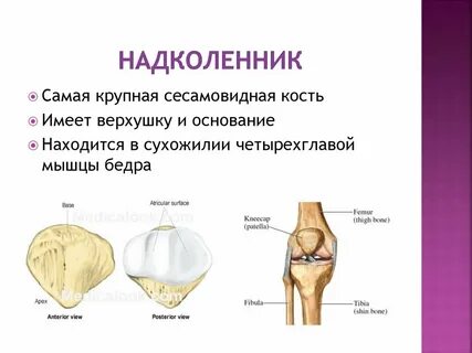Основание туловища