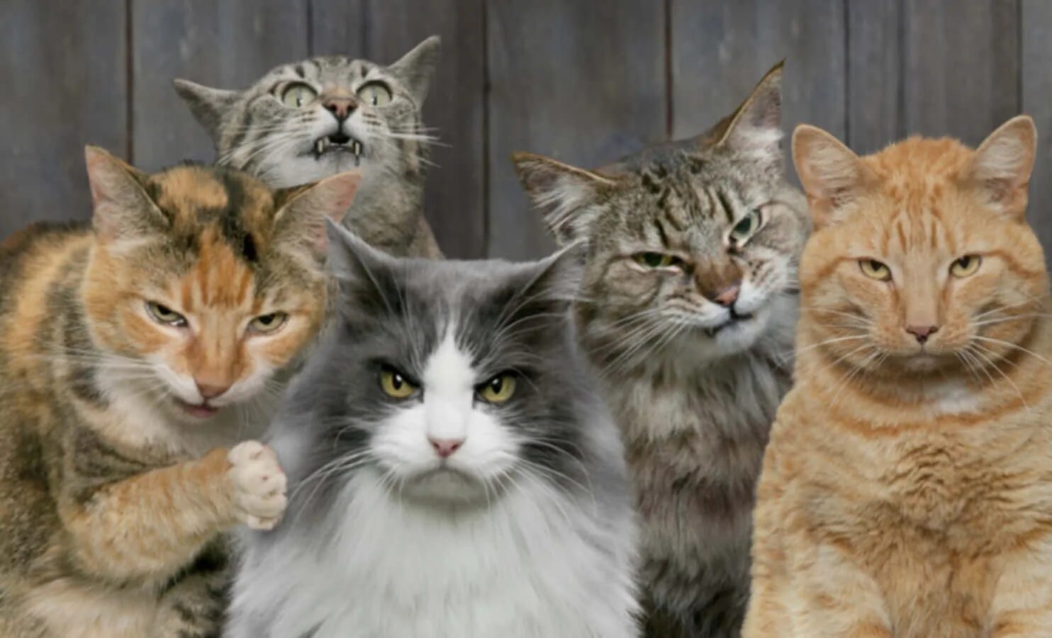 05 cat