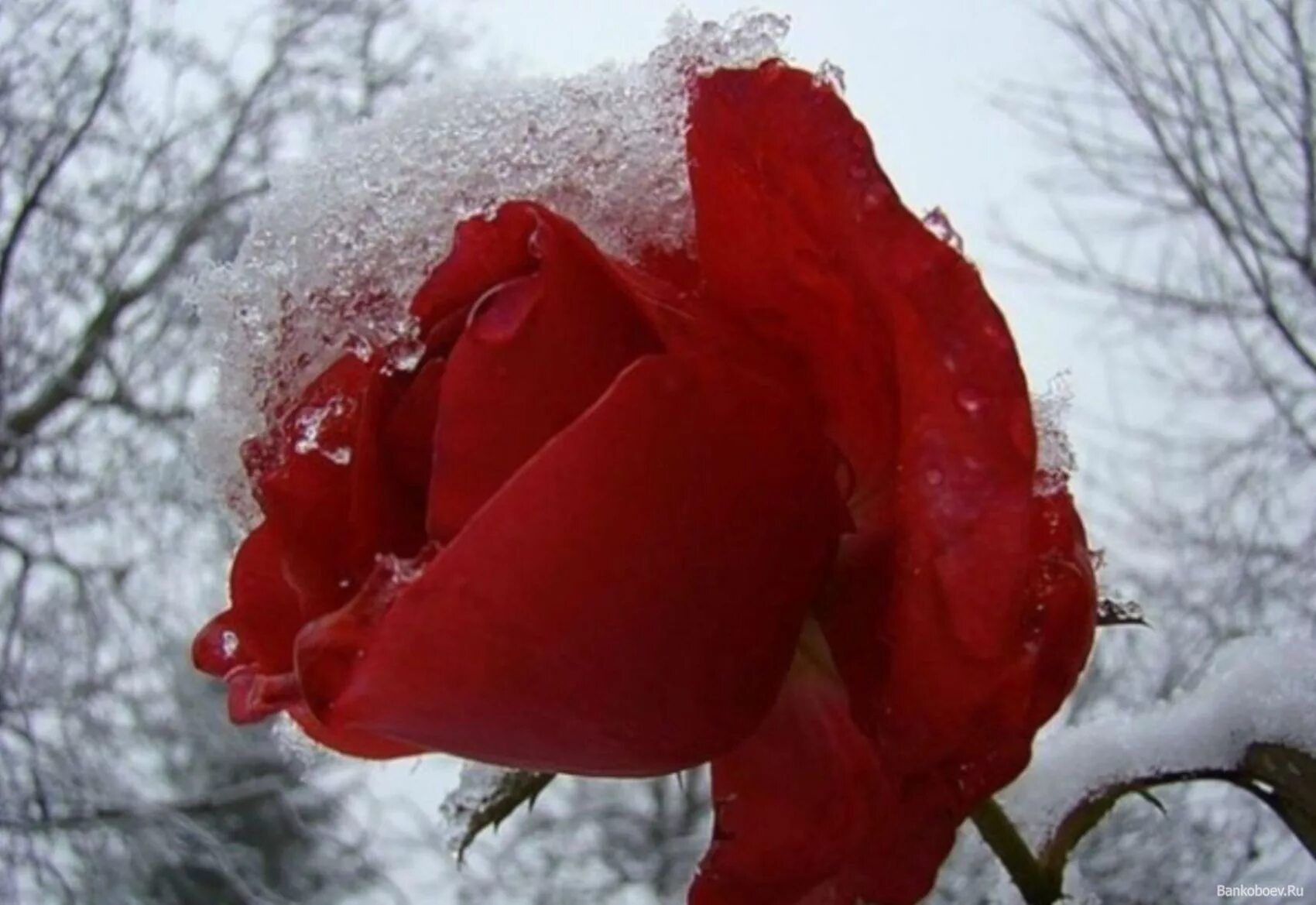 Красные цветы зимние розы. Розы на снегу. Цветы в снегу. Красная роза на снегу. Красные цветы на снегу.