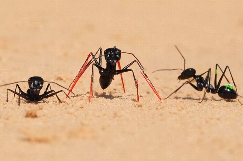 Муравьи на ходулях. Ходули для муравьёв. Пустынные муравьи.