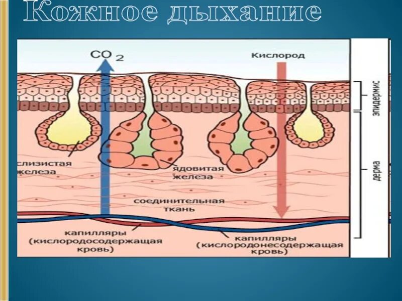 Дыхание кожными покровами. Кожное дыхание. Кожное дыхание у человека. Дыхательная функция кожи.