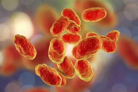 Инфекция вызванная haemophilus