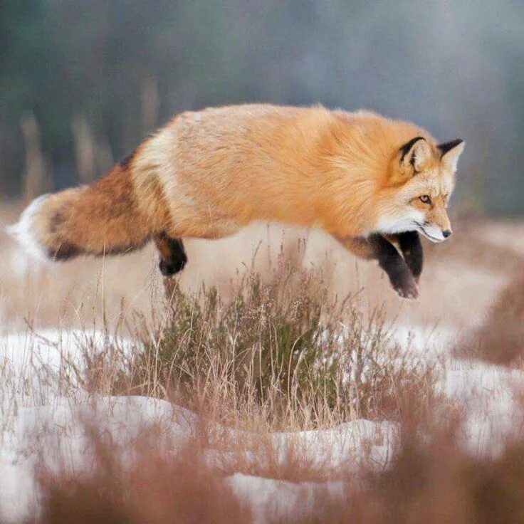 Пушистая лиса. Лиса Лесная. Бодрая лиса. Лиса в природе. Fluffy fox