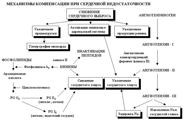 Белок сердечной недостаточности. Компенсаторные механизмы при сердечной недостаточности. Компенсаторные механизмы при хронической сердечной недостаточности. Компенсаторные механизмы при ХСН. Перечислите компенсаторные механизмы при сердечной недостаточности.