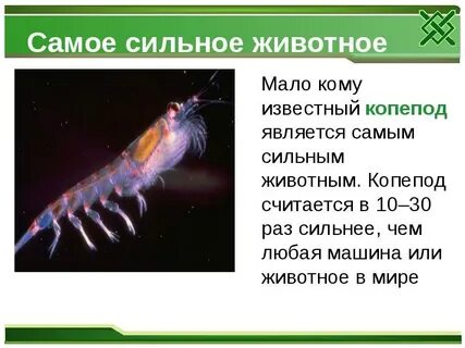 Самое большое и сильное животное