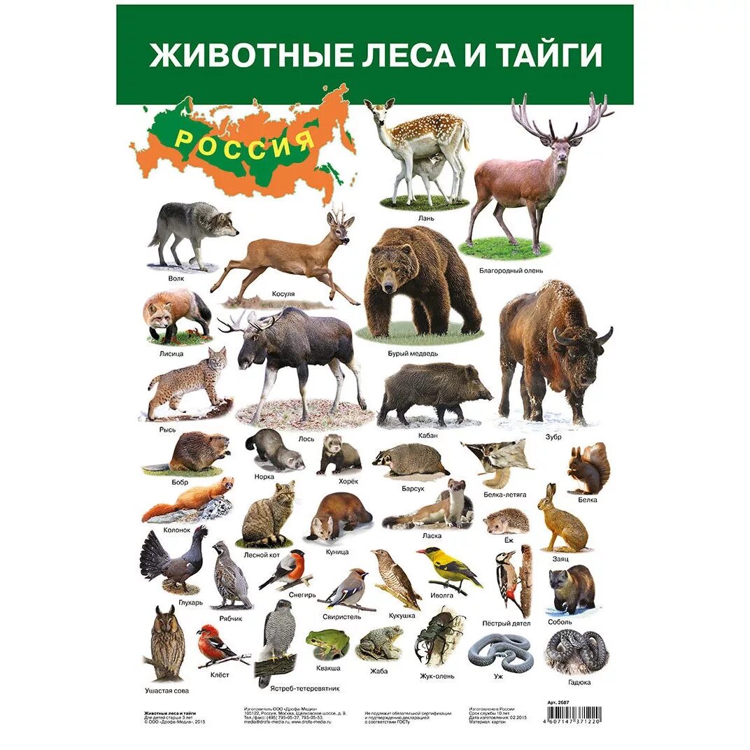 Животные леса. Животные России. Животные леса и тайги. Лесные звери. Какие звери находятся