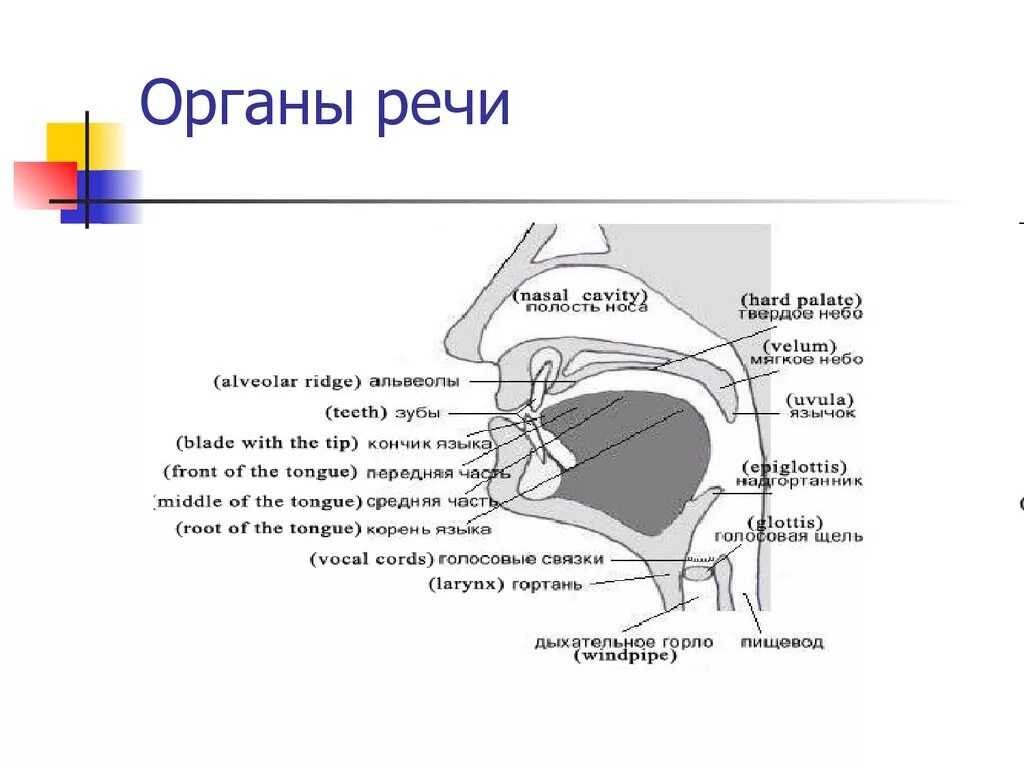 Образование звуков языка. Строение речевого аппарата фонетика. Перечислите органы речевого аппарата.. Строение речевого аппарата. Активные и пассивные органы.. Схема речевого аппарата на английском.