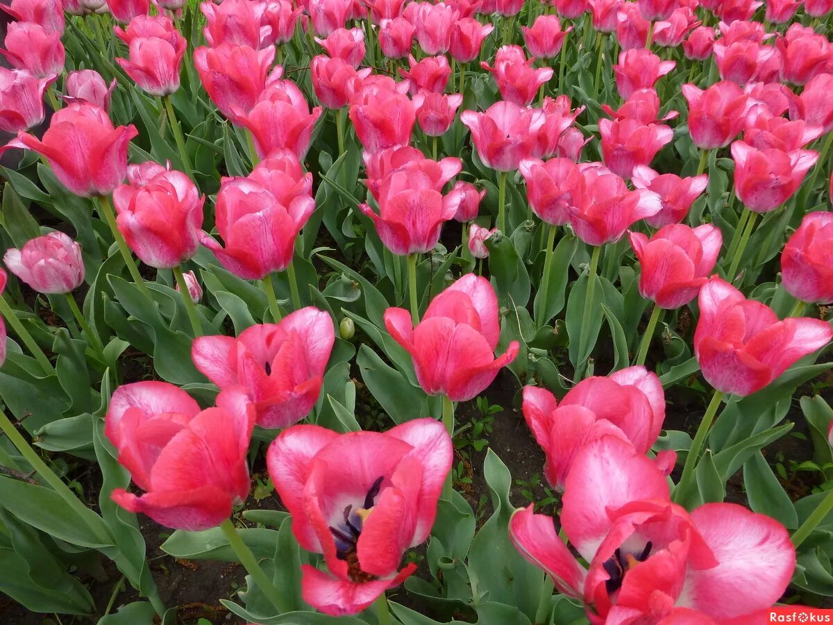 тюльпаны алматы