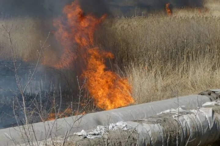 Что горело на левом берегу. Омск пожар сейчас левый берег. Пожар на левом берегу. В Омске горит камыш. Пожары в Омске за последние сутки.