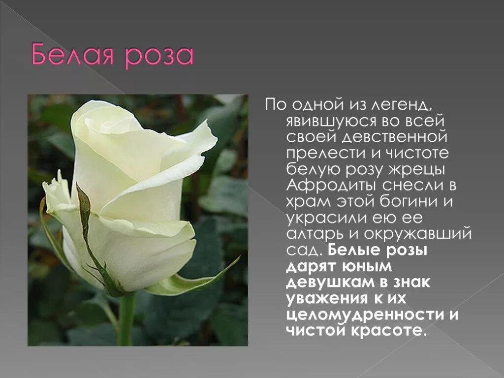 Почему розу назвали розой. Описание цветка розы. Сообщение о Розе. Сообщение про белую розу.