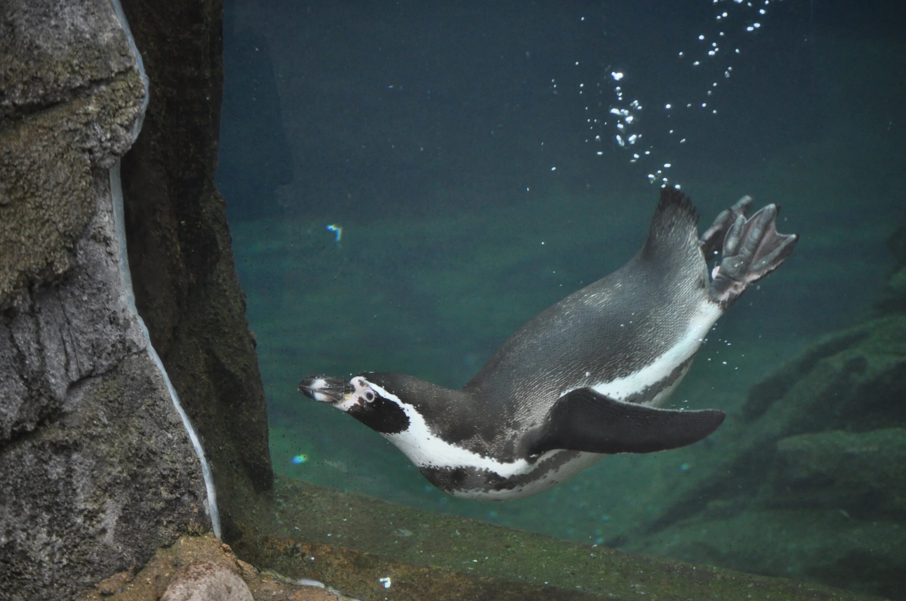 Пингвин гумбольдта. Пингвин Гумбольдта гнездо. Перуанские пингвины. Пингвины Гумбольдта рост.