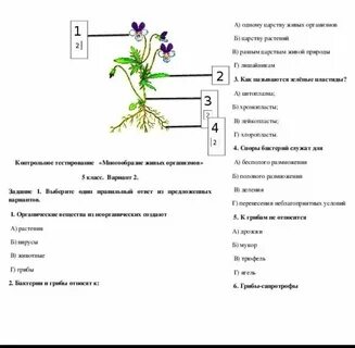 Тест растение живой организм