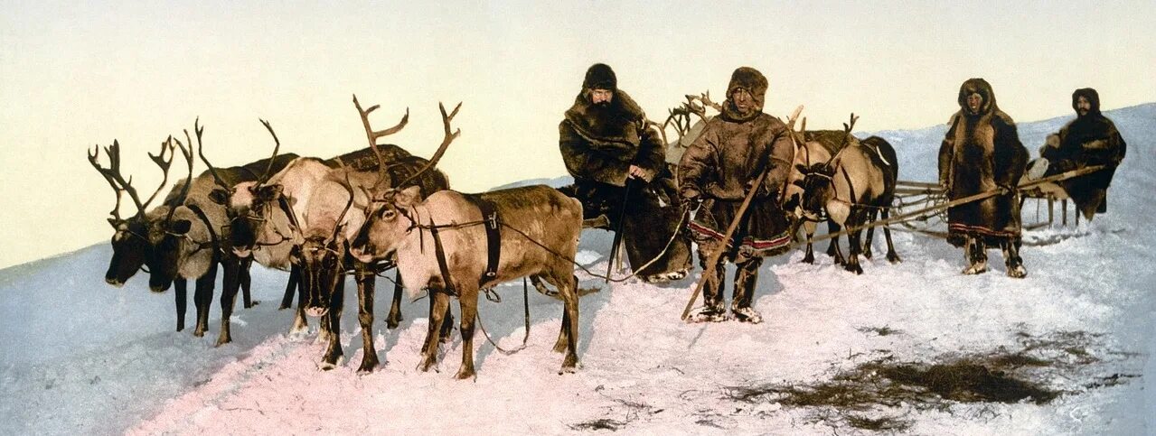 Олень эскимосов. Оленеводы Ямала 1900-е. Оленеводы ЯНАО 1930-Е годы.. Инупиаты народы Арктики. Сани из рыбы у эскимосов.