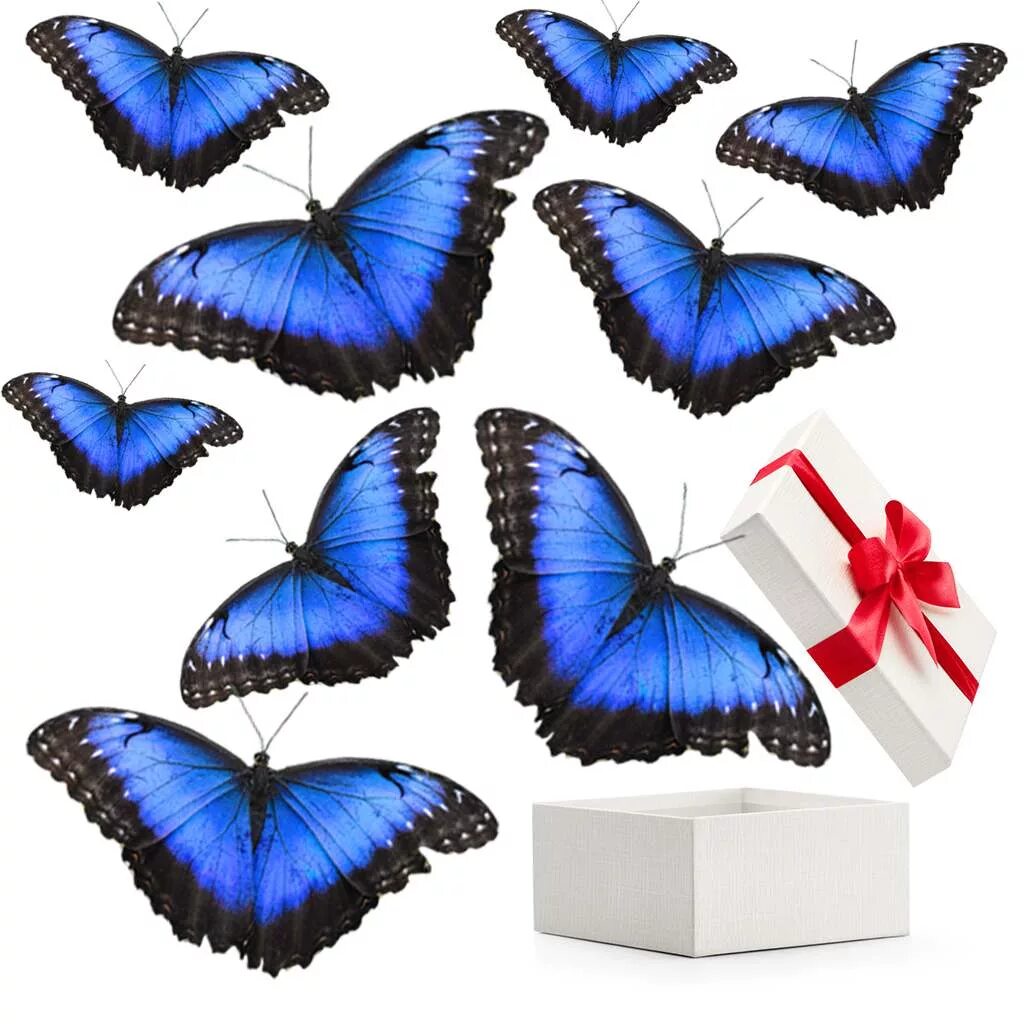 Купить бабочки с доставкой. Декоративные бабочки живые. Бабочки в подарок. Коробка с бабочками. Подарок из бабочек.