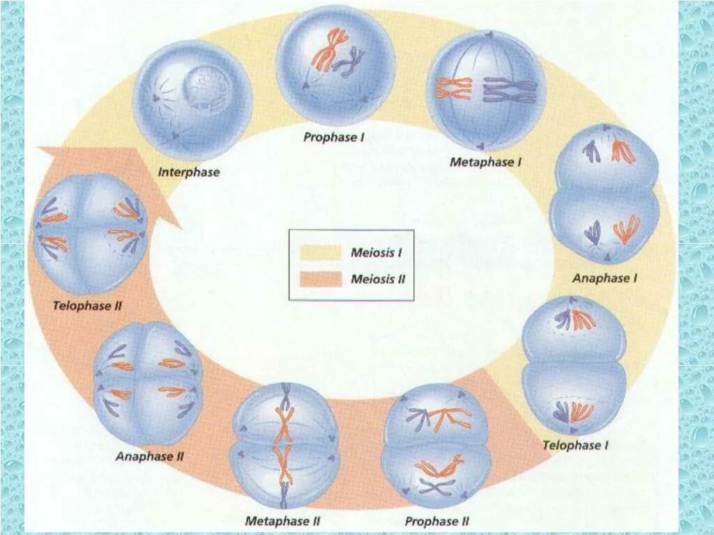 Фазы мейоза 1. Мейоз клетки. Схема мейоза 1 деление. Интерфаза мейоза схема.