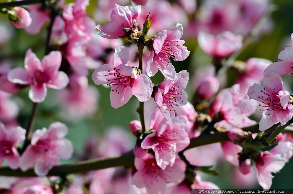 белые цветы персика. персики на ветке. ветка цветущего персика. цветок персика. тысяча цветов персика.