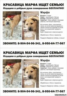 Отдам в добрые руки в екатеринбурге