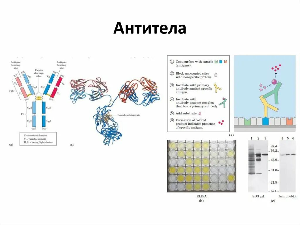 Высокоавидные антитела что это. Аффинность и авидность антител. Высокоавидные антитела что это. Высокоавидные антитела что это. Антитела микробиология.