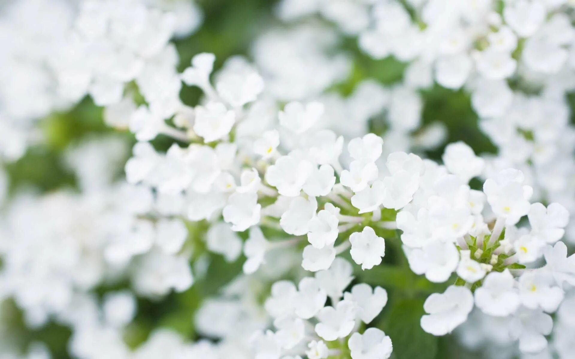 Белые цветы. Маленькие белые цветы. Весенние беленькие цветочки. Обои на рабочий стол белые цветы.