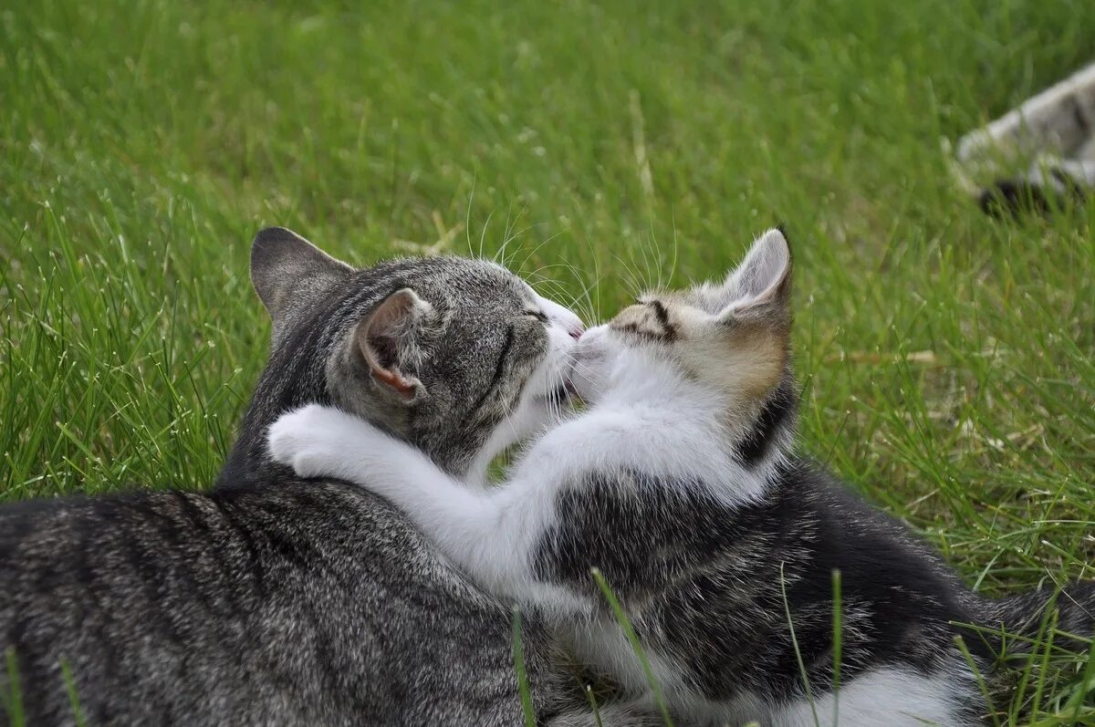 Сильно люблю кошек. Кошачья любовь. Любовь котов. Кот и кошка любовь. Котики любовь картинки.