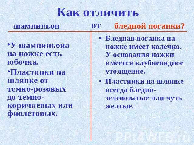 Различие бледной и шампиньона 2 класс. Отличие бледной поганки и шампиньона 2. Сравнение бледной поганки и. Бледная поганка и шампиньон сходство и различие. Сходства и различия бледной поганки и шампиньёна.