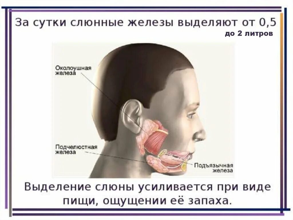 Выделения слюны во рту. Слюнные железы выделяют. Как вырабатывается слюна.