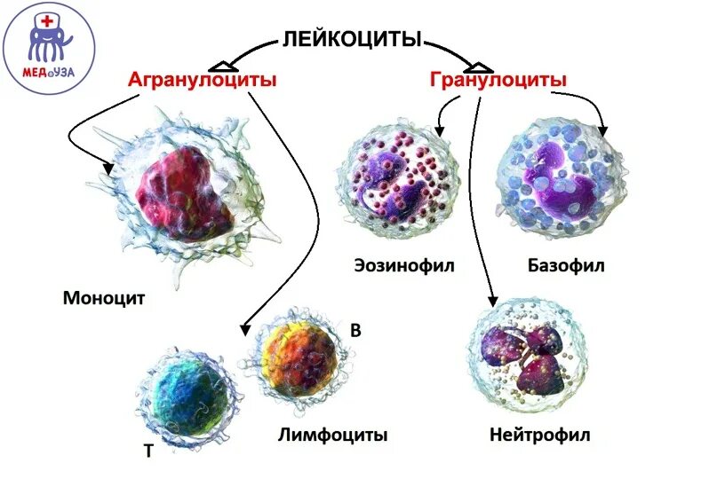 1 функции лейкоцитов. Агранулоциты а. лимфоциты. Гранулоциты и агранулоциты. Лейкоциты гранулоциты и агранулоциты. Лейкоциты агранулоциты.