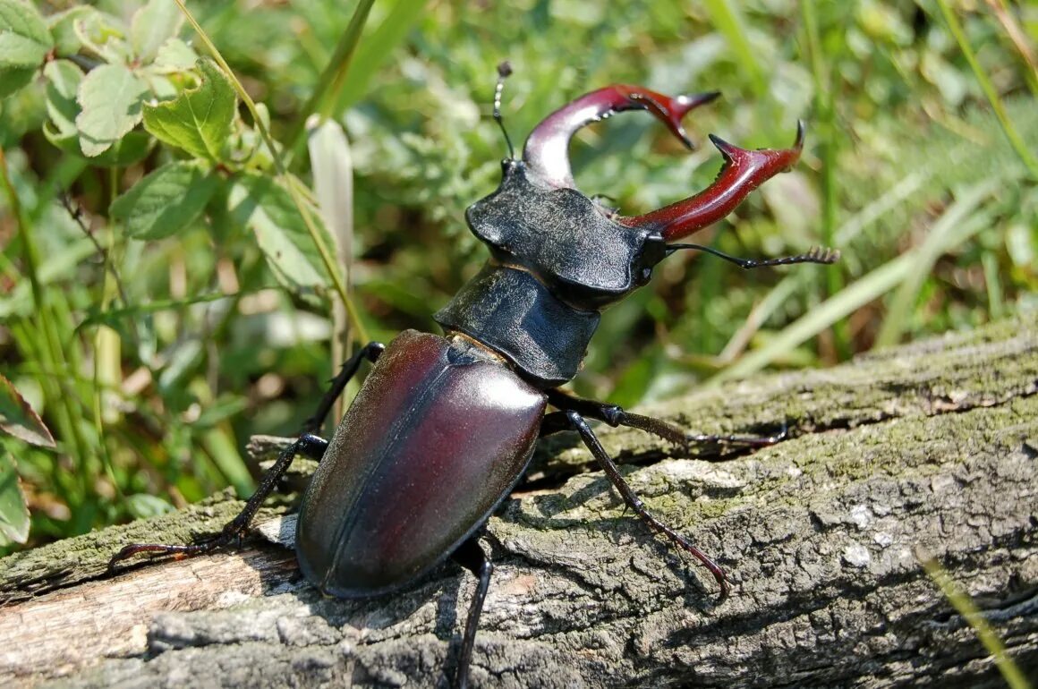 Чем перемещается жук олень. Жук-олень (lucanus cervus). майский жук рогач. жук олень рогач. жук олень носорог рогач.