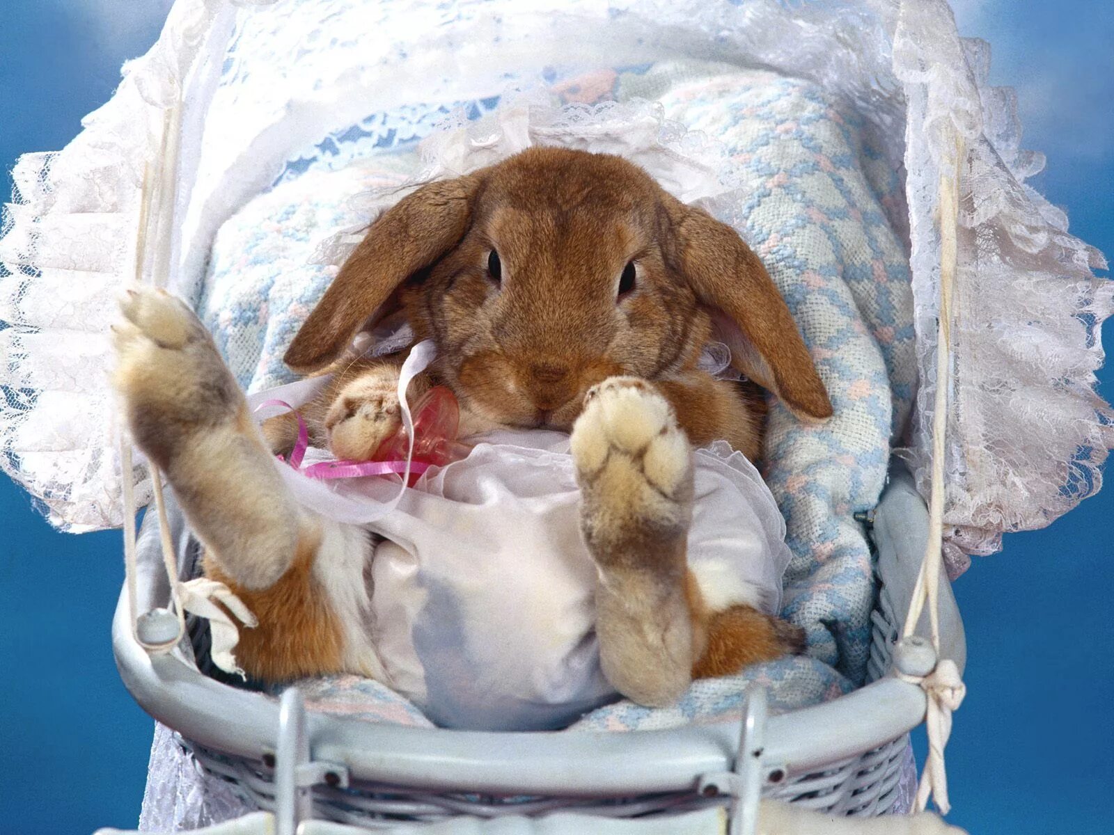 Спокойной ночи кролик. С днем рождения кролик. Кролик открытка. Я ночами плохо сплю потому что