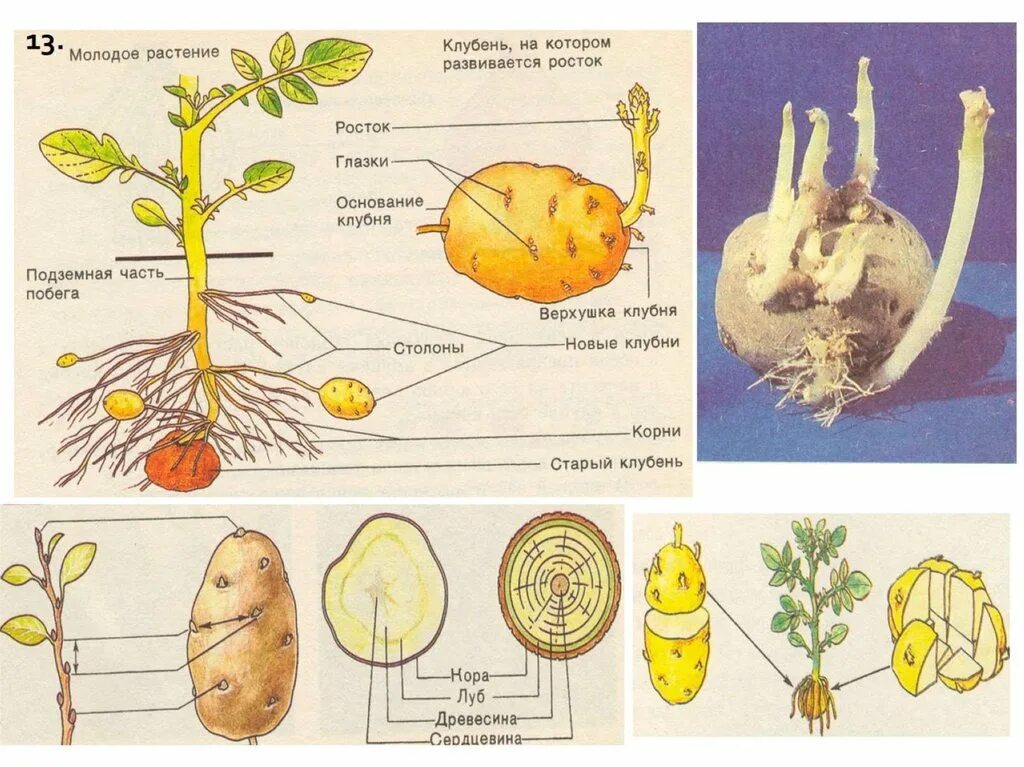 Строение клубня картофеля 6 класс биология. Клубень видоизмененный побег биология 6 класс. Видоизменённые побеги клубень картофеля. Клубень картофеля это видоизмененный корень. Клубень картофеля на раннем этапе своего развития