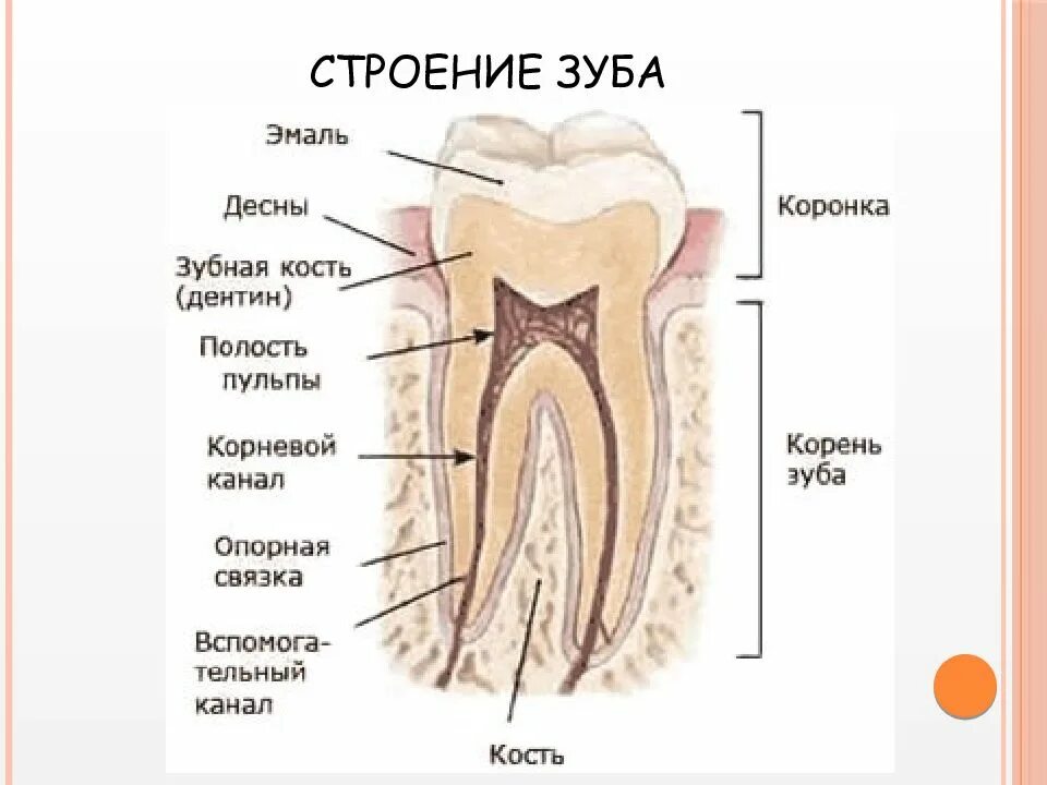 Коронковая и корневая пульпа. Строение пломбированного зуба. Строение зуба анатомия формула. Строение корневых зубов.