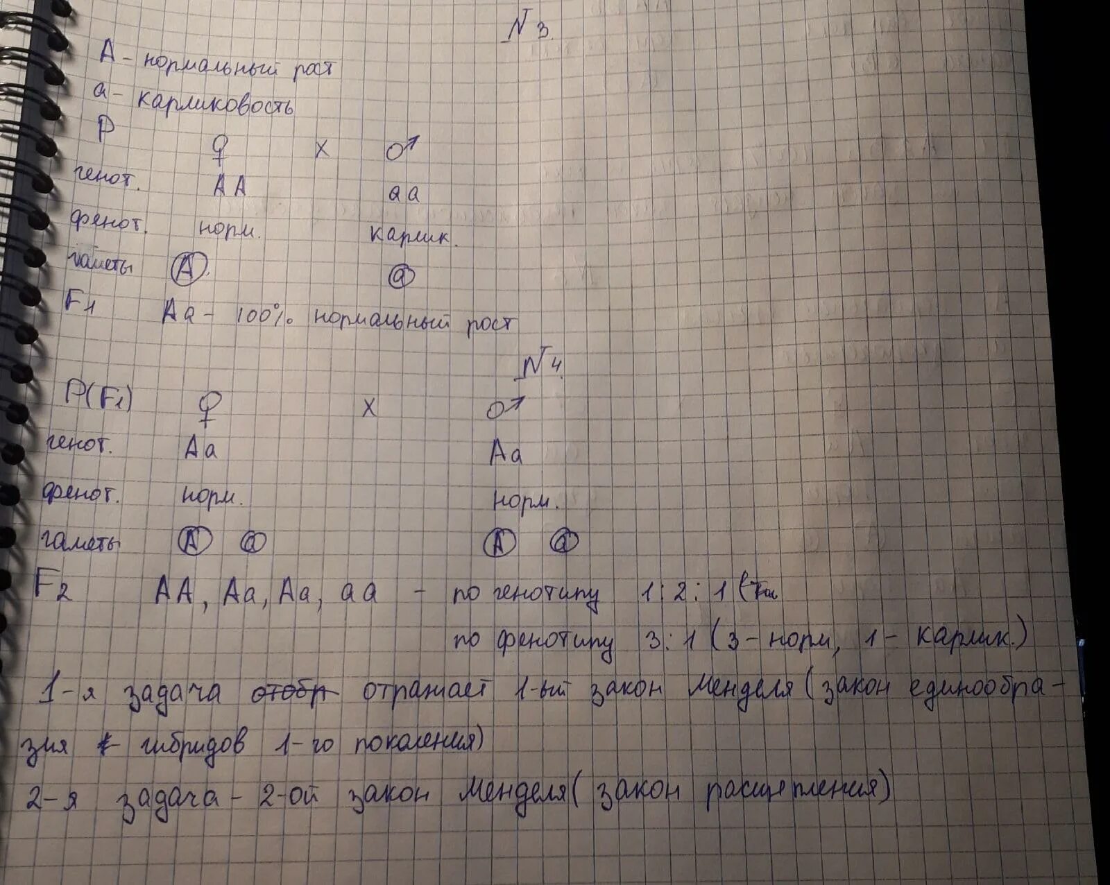 У томатов нормальная высота растений доминирует. У томатов нормальная высота растения доминирует над карликовым. У томатов нормальная высота растения. Каковы генотипы родителей и потомства.